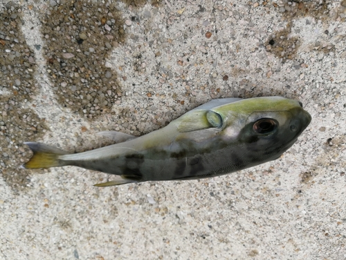 シロサバフグの釣果