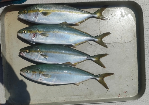 ハマチの釣果