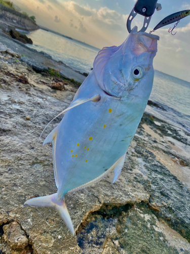 ナンヨウカイワリの釣果