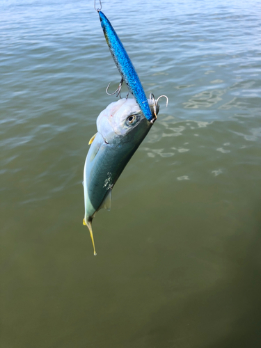 ワカシの釣果