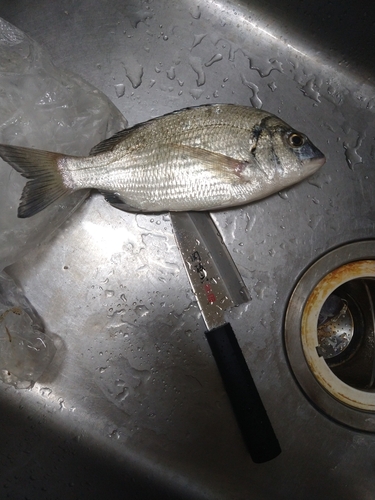 オキナワキチヌの釣果