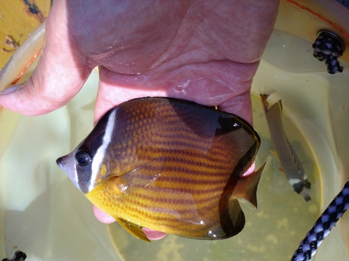 チョウチョウウオの釣果