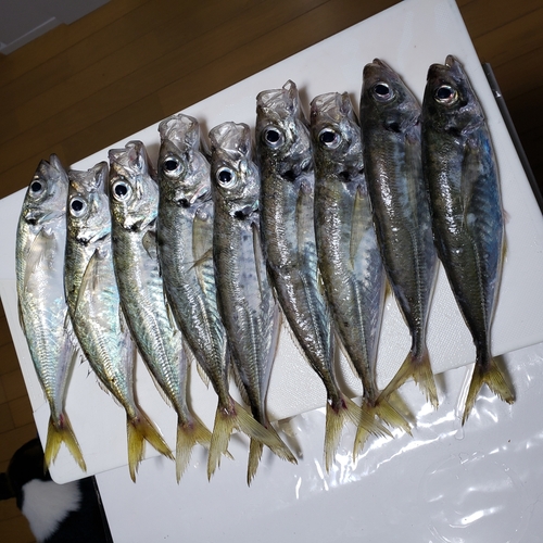 マアジの釣果