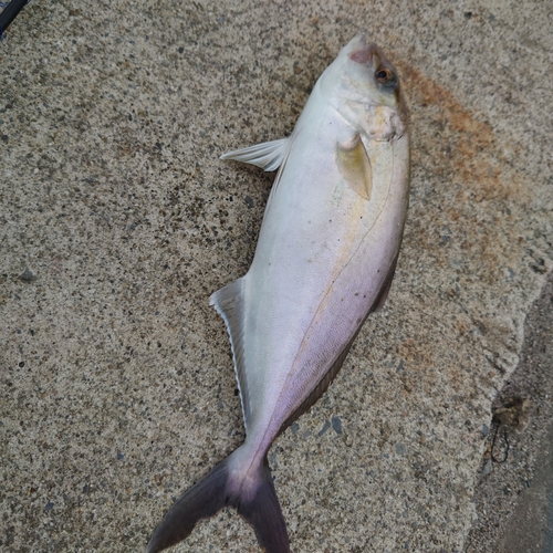 カンパチの釣果