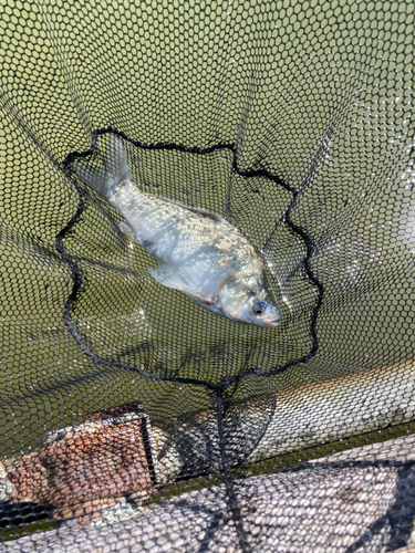 ヘラブナの釣果