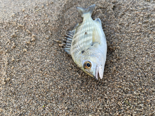 キビレの釣果