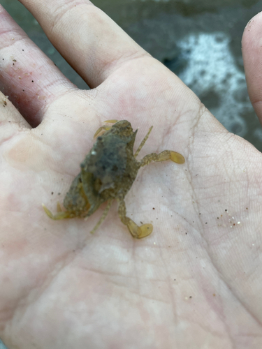 カニの釣果