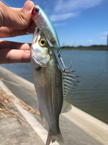 セイゴ（マルスズキ）の釣果