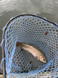 レインボートラウトの釣果