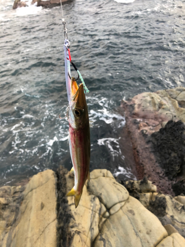 カマスの釣果