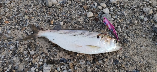 コノシロの釣果