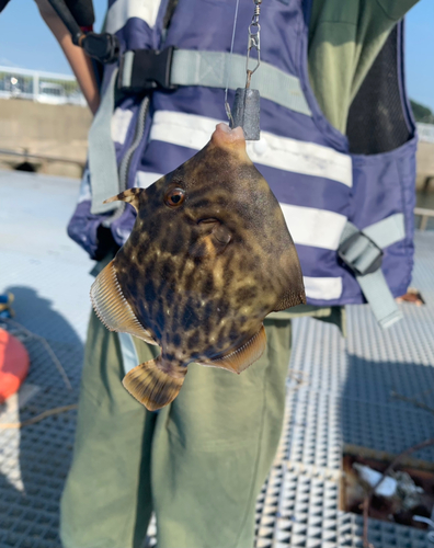 カワハギの釣果