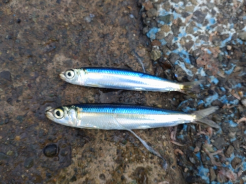 ウルメイワシの釣果