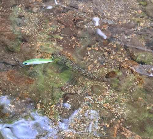 イワナの釣果