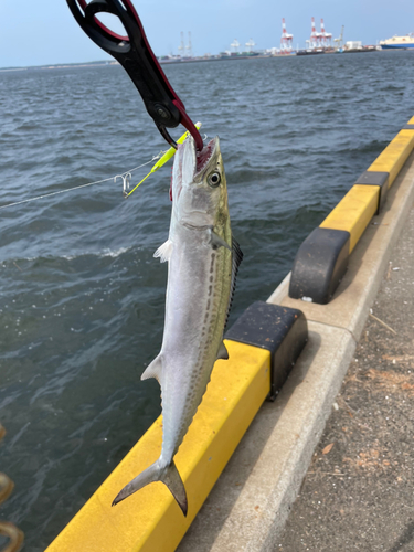 サゴシの釣果