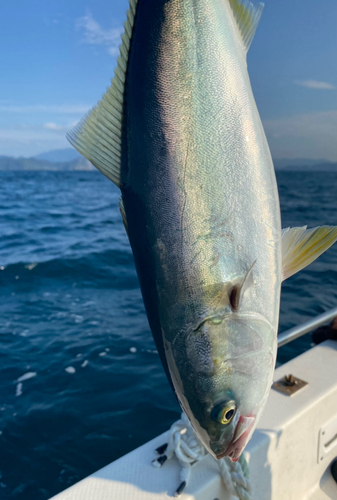 ヤズの釣果