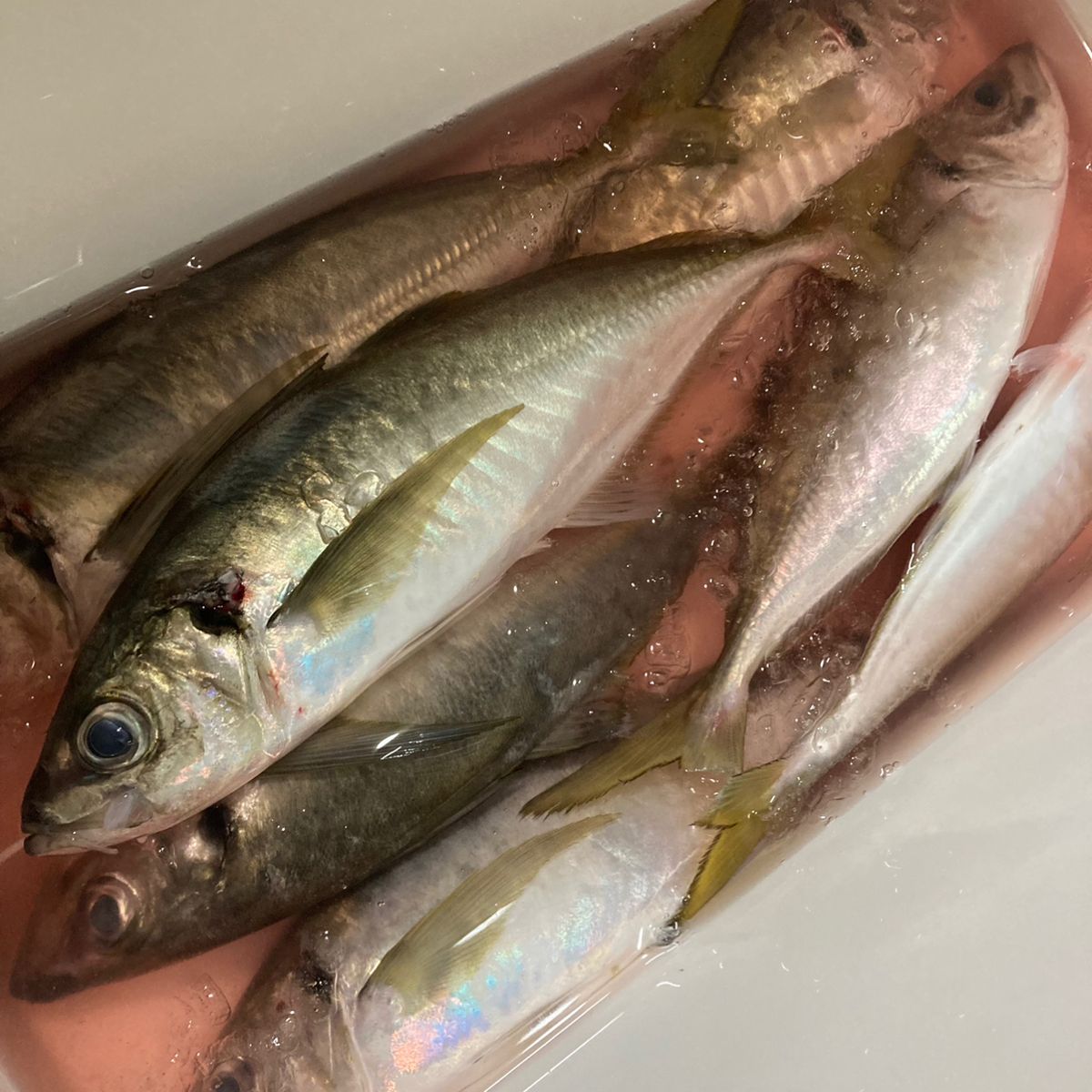 a_yaさんの釣果 2枚目の画像