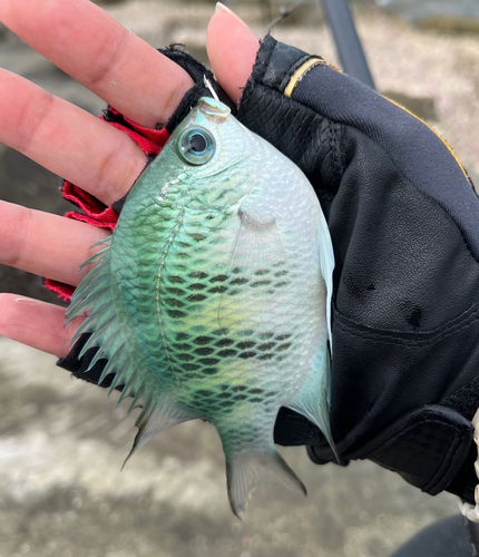 スズメダイの釣果