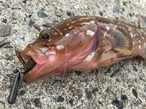 キジハタの釣果