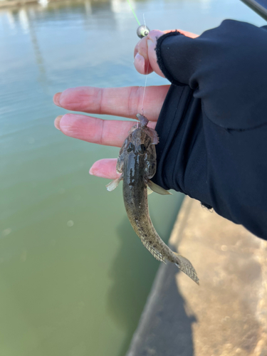 ハゼの釣果