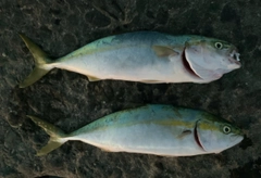 ツバイソの釣果