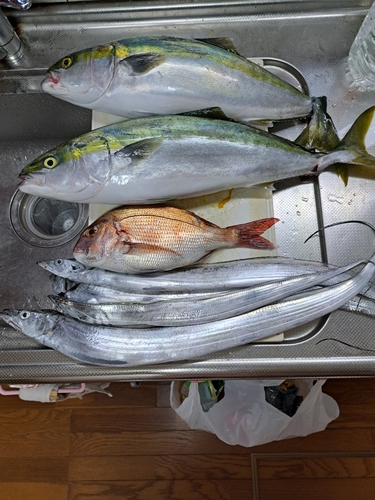 ハマチの釣果