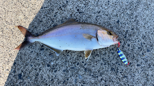 ショゴの釣果