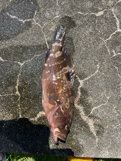 キジハタの釣果