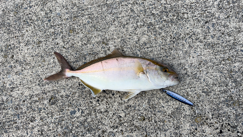 ショゴの釣果