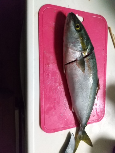 ツバスの釣果