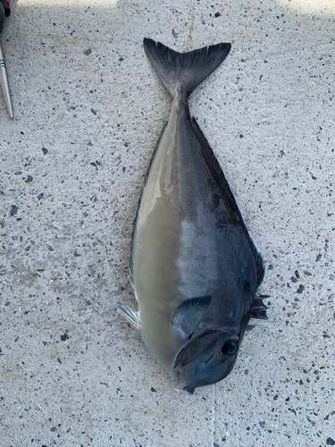 テングハギモドキの釣果