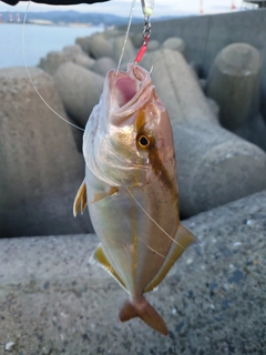 ネリゴの釣果