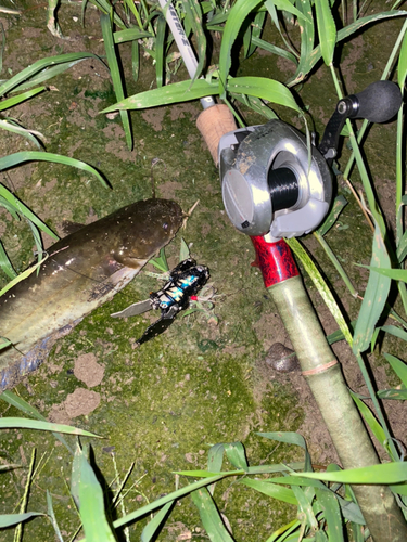 ナマズの釣果