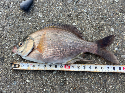 ウミタナゴの釣果