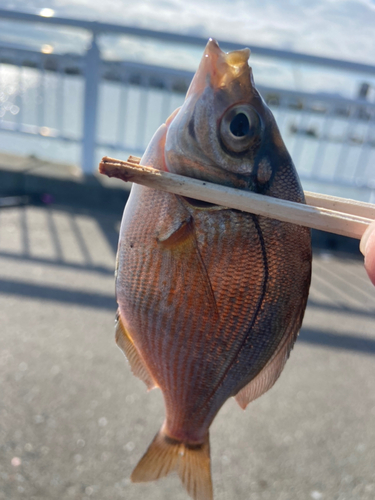 ウミタナゴの釣果