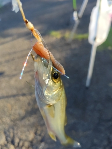 セイゴ（マルスズキ）の釣果