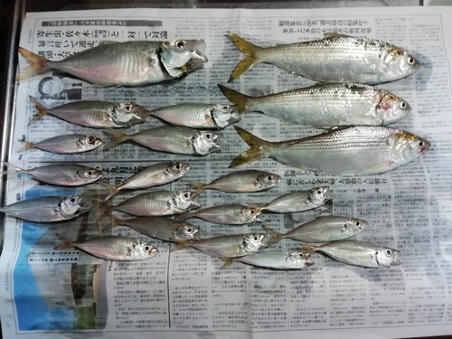 アジの釣果