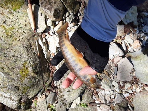 オショロコマの釣果