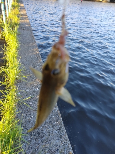 ハゼの釣果