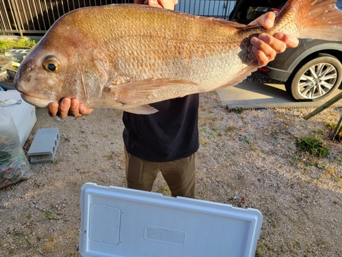 タイの釣果