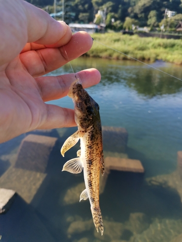 カマツカの釣果