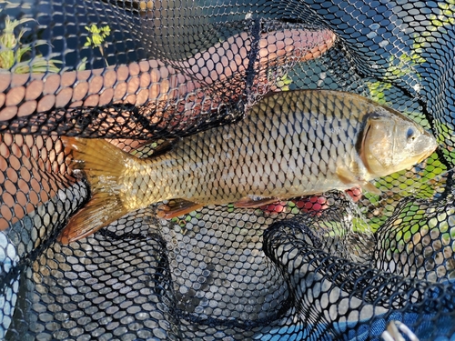 コイの釣果