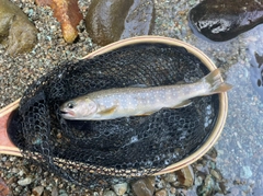 イワナの釣果