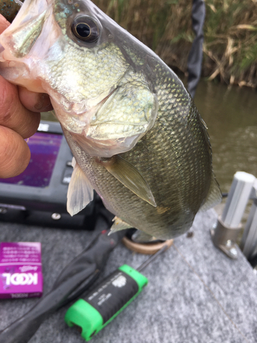 ラージマウスバスの釣果