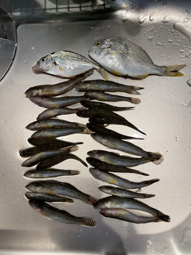 ハゼの釣果