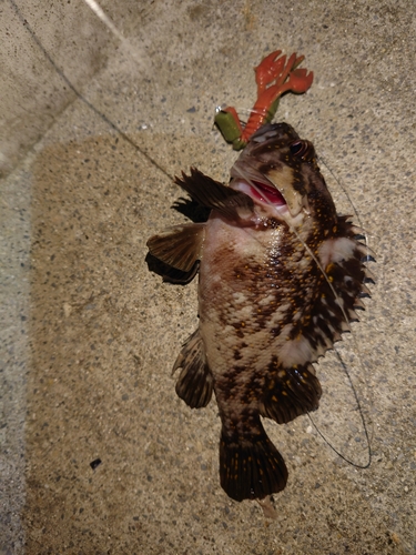 オウゴンムラソイの釣果