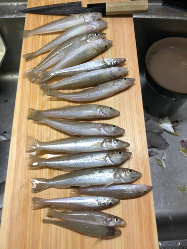 シロギスの釣果