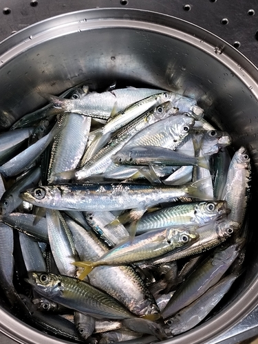 ウルメイワシの釣果