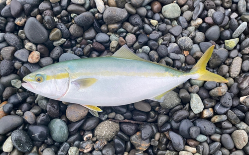 イナダの釣果