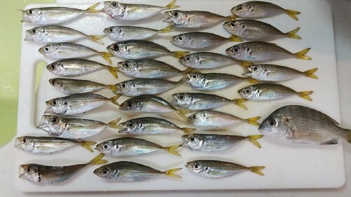 アジの釣果